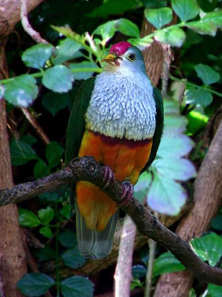 深紅頂果鳩