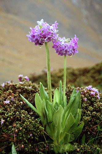 紫花雪山報春