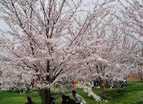 龍塘水庫櫻花園