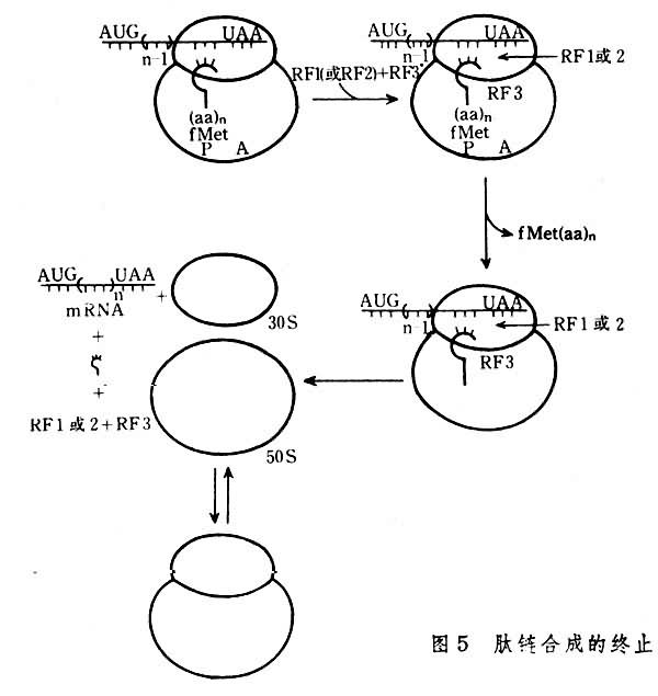 肽鏈合成的終止