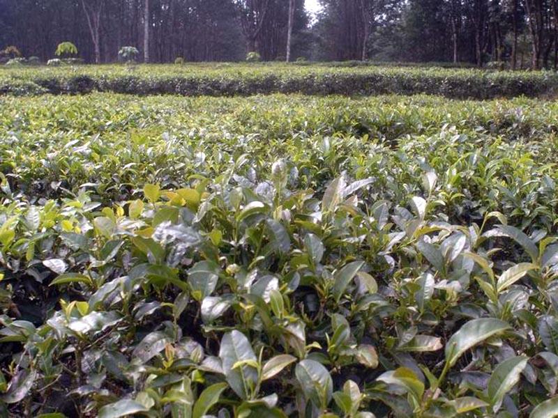 茶葉種植園