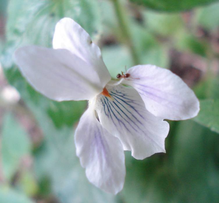 白花東北堇菜