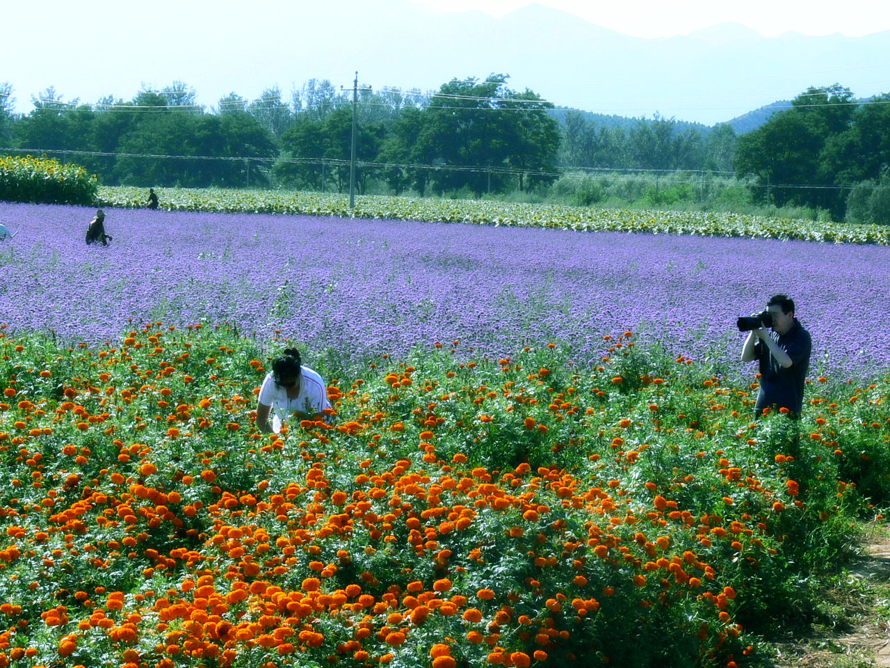 百花園