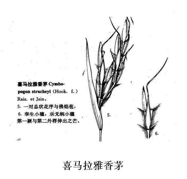 喜馬拉雅香茅