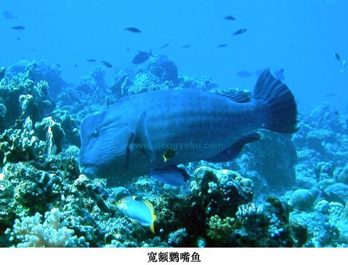 寬額鸚嘴魚(駝背大鸚嘴魚)