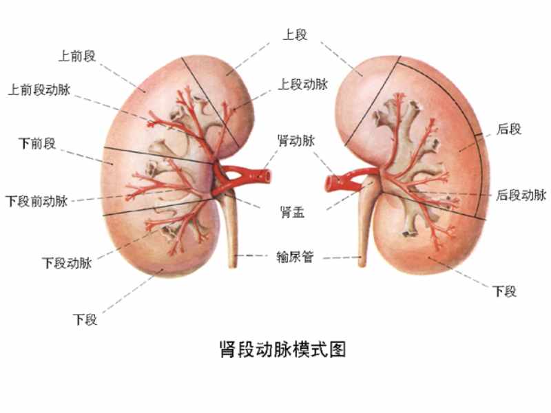 腎寒