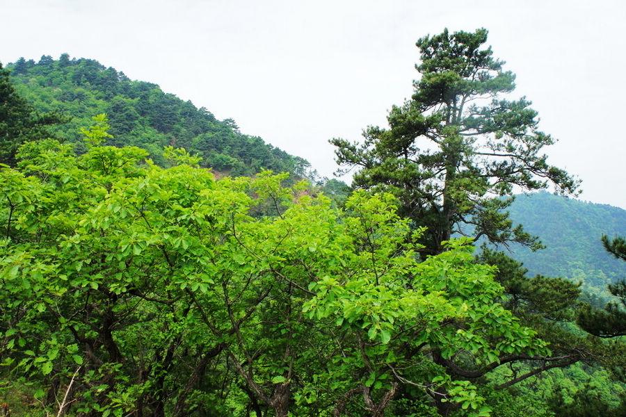 山東靈山灣國家森林公園