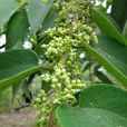 山黃麻(蕁麻目榆科植物)