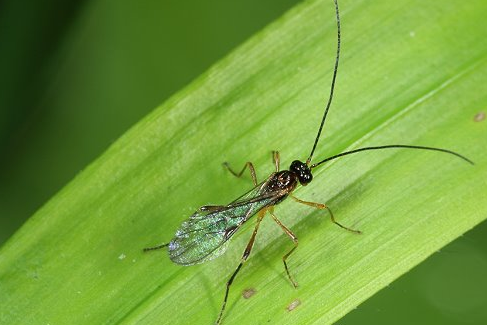 滑常室繭蜂