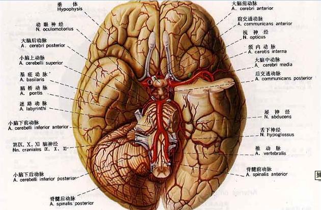 羊角風分類