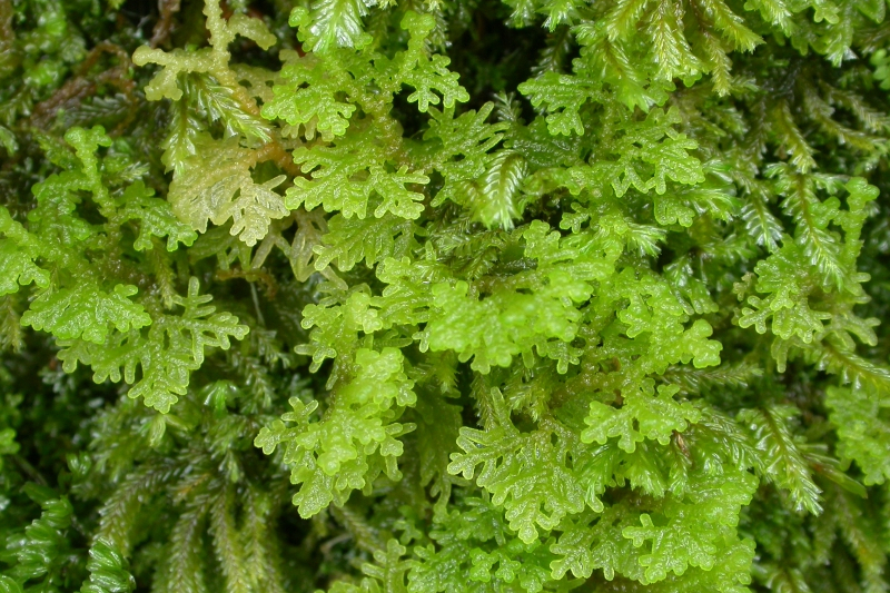 帶葉苔屬