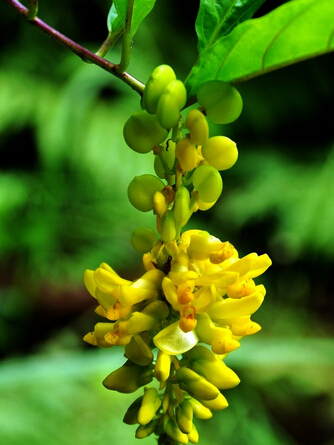 黃花倒水蓮(中藥)