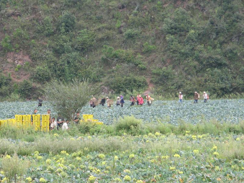 種植業