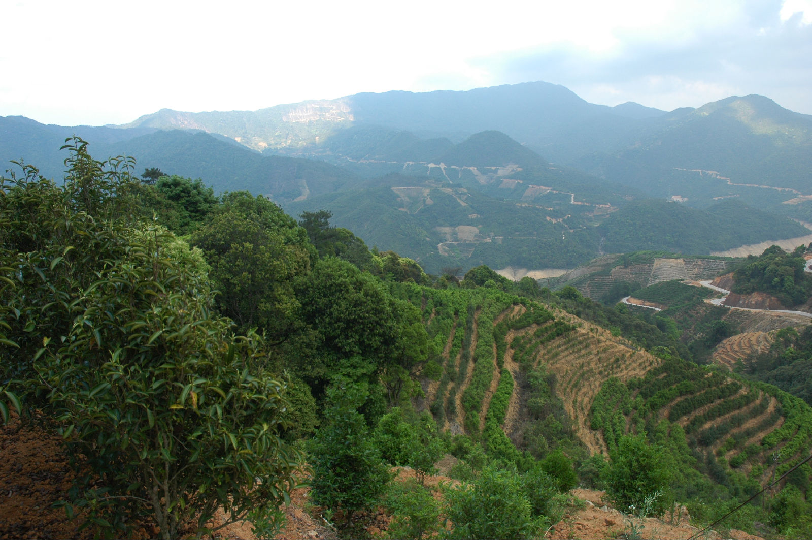 黑明寺生態茶園