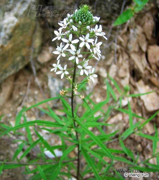 合萼組(報春花科珍珠菜屬)