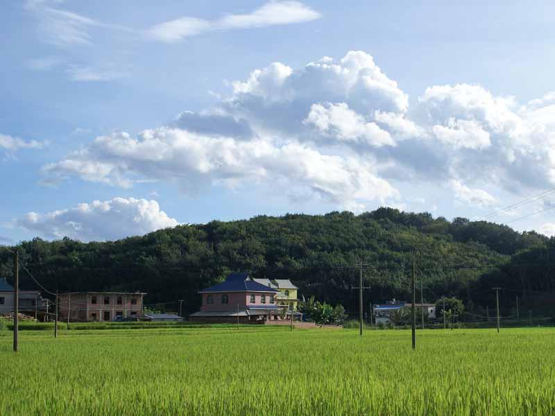 曼龍邁村-水田