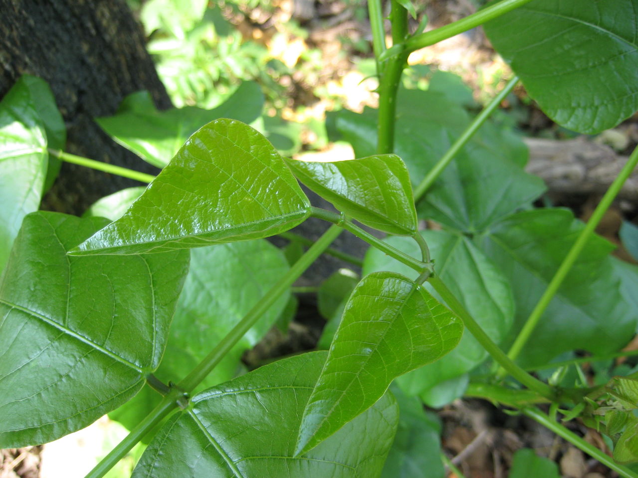 刺桐葉(刺桐葉)