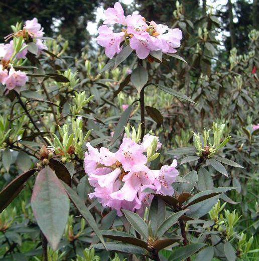 紅棕杜鵑(茶花葉杜鵑)