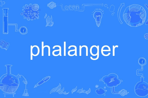 phalanger