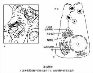 高爾基體(高爾基器)