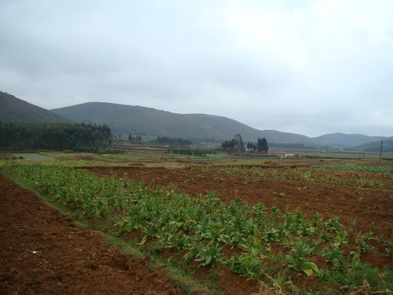 甸頭自然村耕地