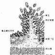 淋巴管擴張