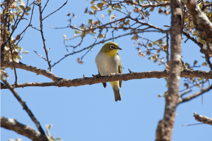 索島繡眼鳥