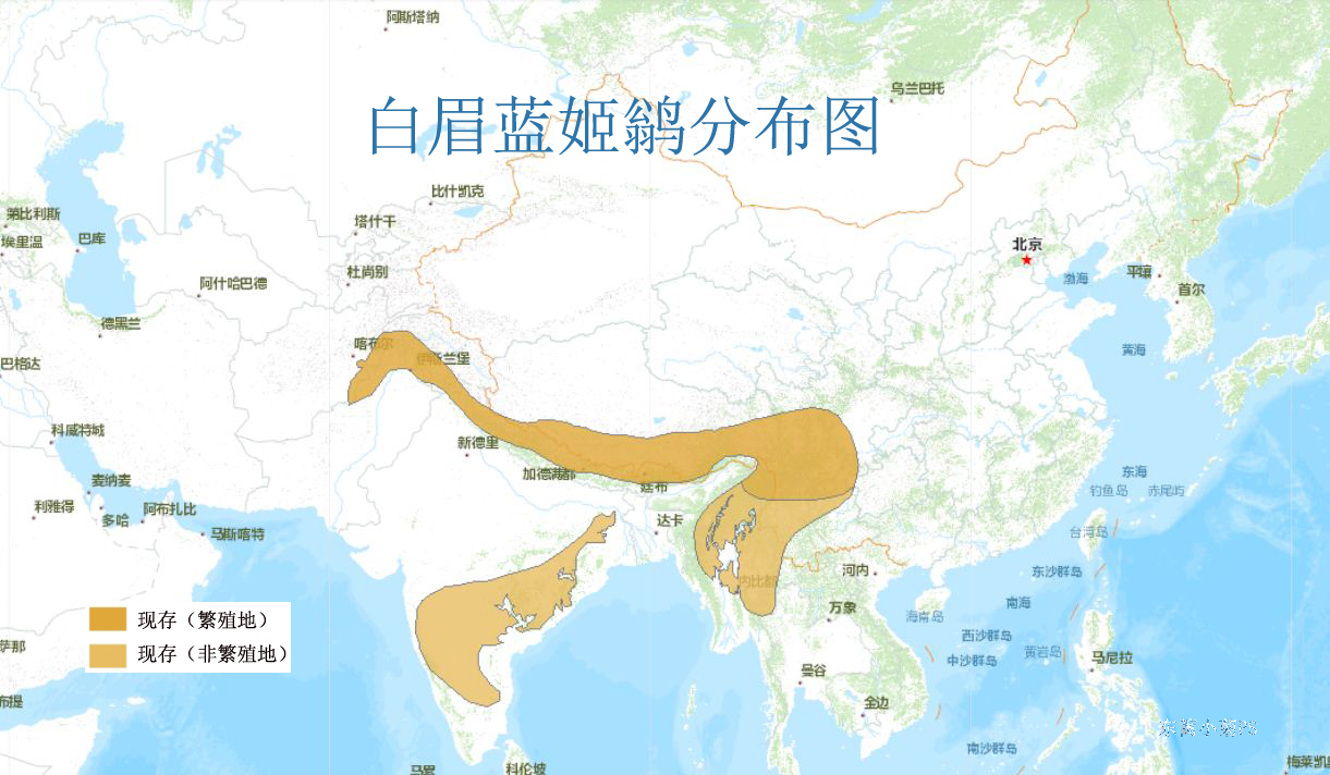 白眉藍姬鶲分布圖