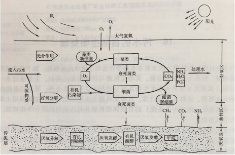 圖1 典型的兼氧塘淨化功能模式