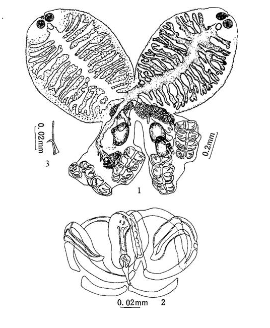 赤眼鱒擬雙身蟲