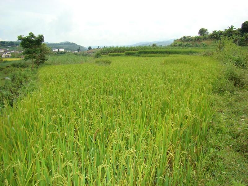 營城新寨自然村水稻種植業