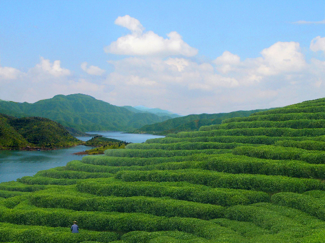 泰順三杯香茶