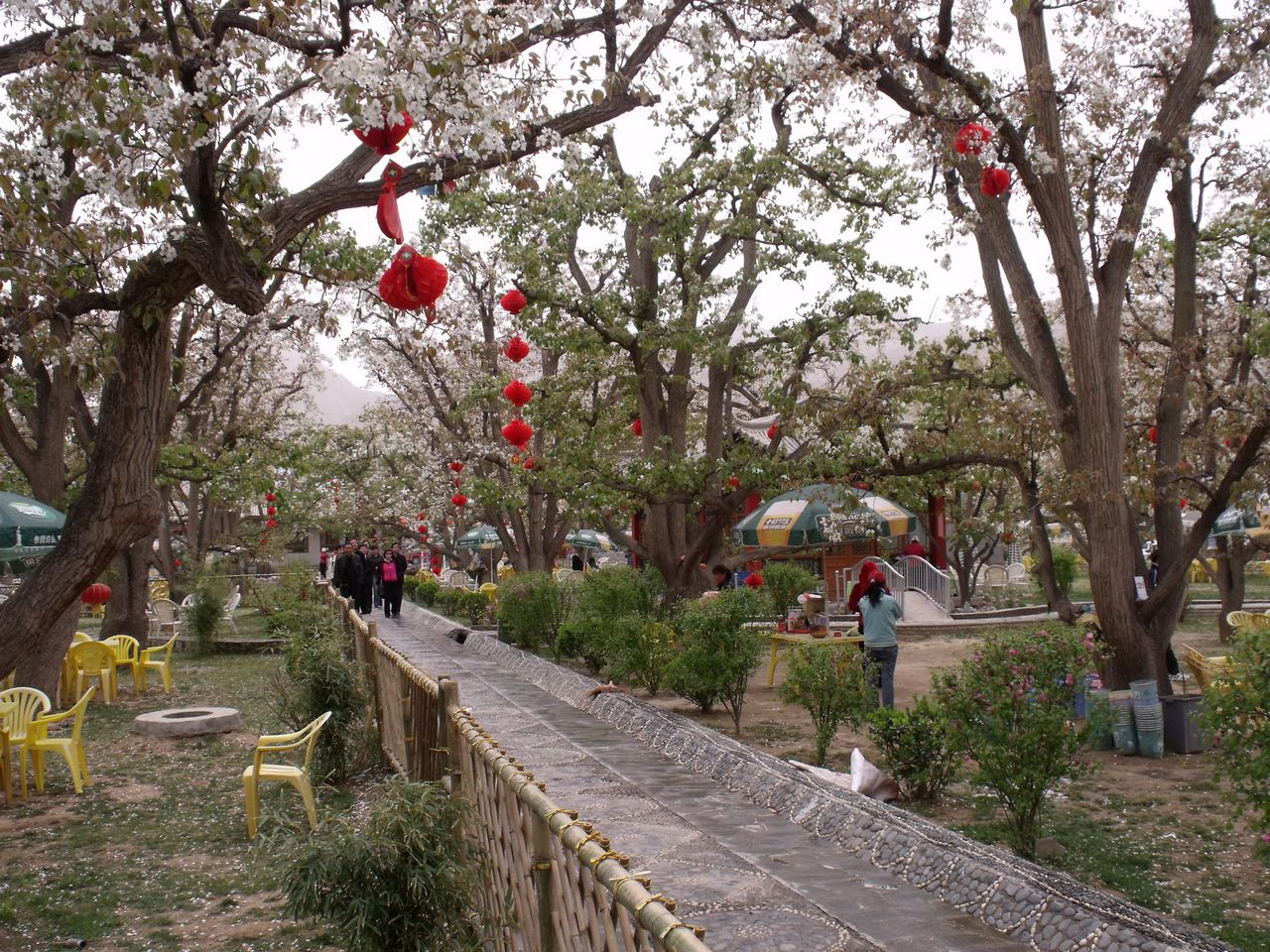 什川梨園