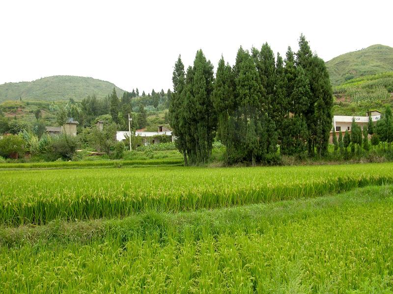 蒿枝凹村(雲南省尋甸縣雞街鄉下轄村)