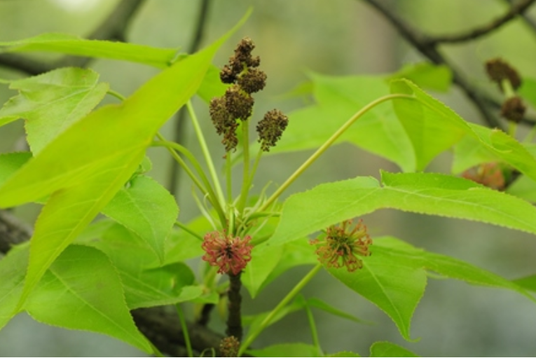 楓香湖南桑植群體家系桑1