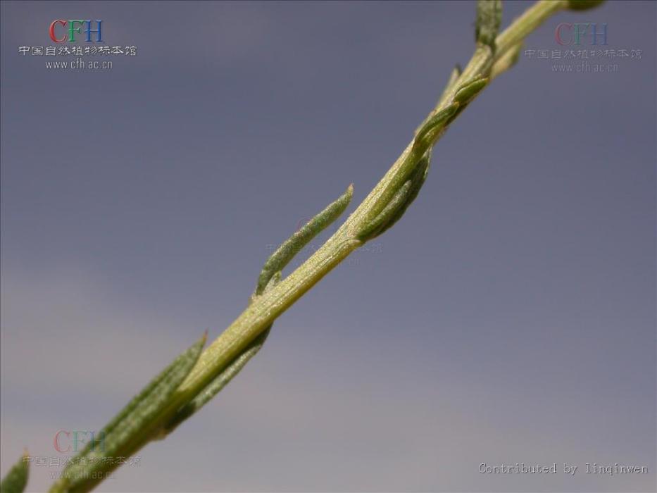 中亞紫菀木(中亞紫菀木-短葉變種)