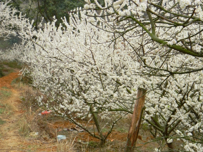 錢排三華李