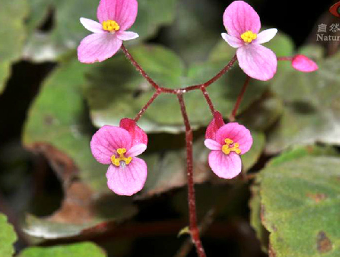 小花秋海棠