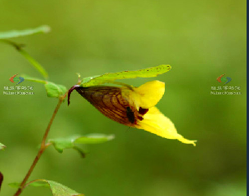 羅平鳳仙花