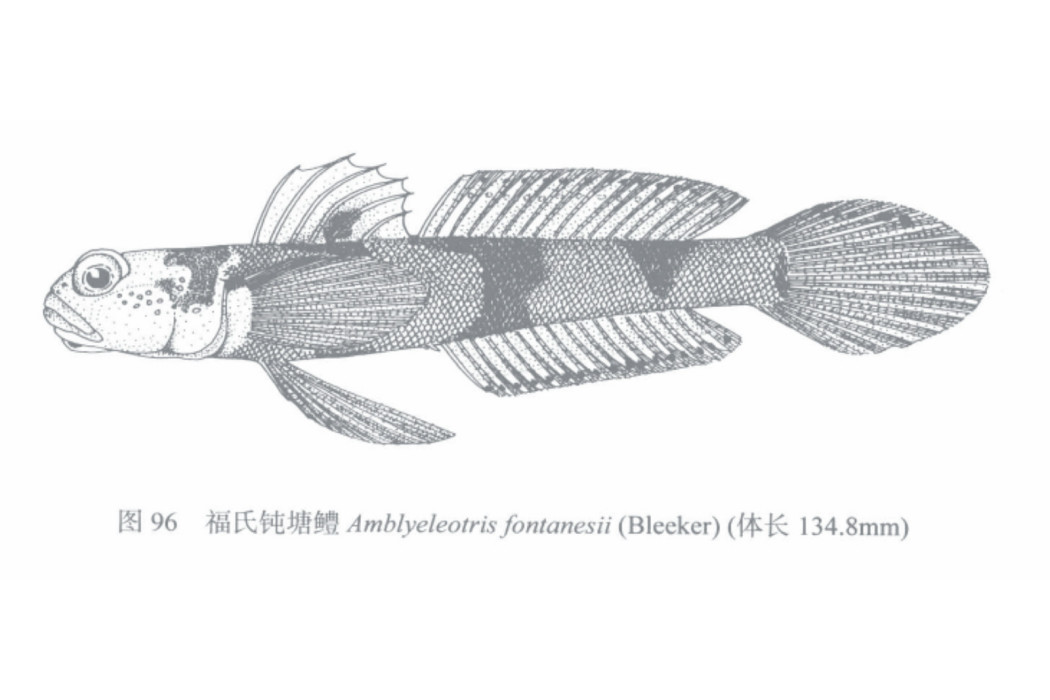 福氏鈍塘鱧