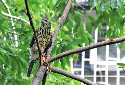 灰頭鳳頭鷹