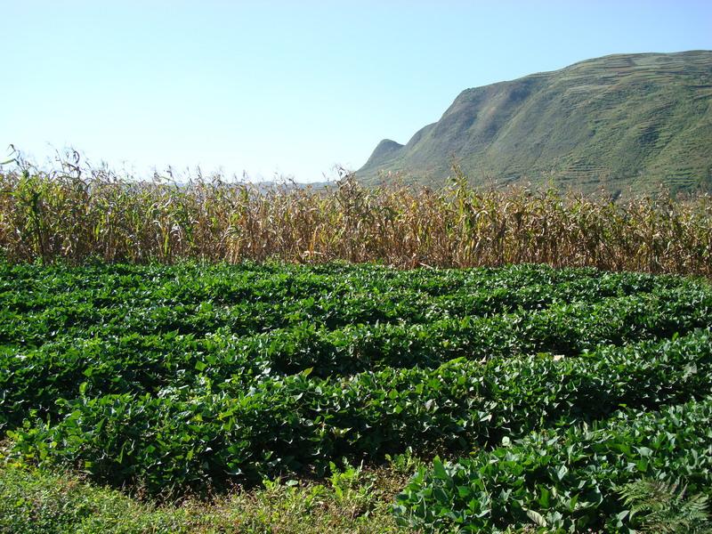 五寨村——種植業