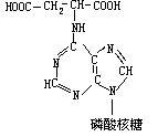 腺苷酸基琥珀酸