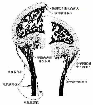 骨原細胞