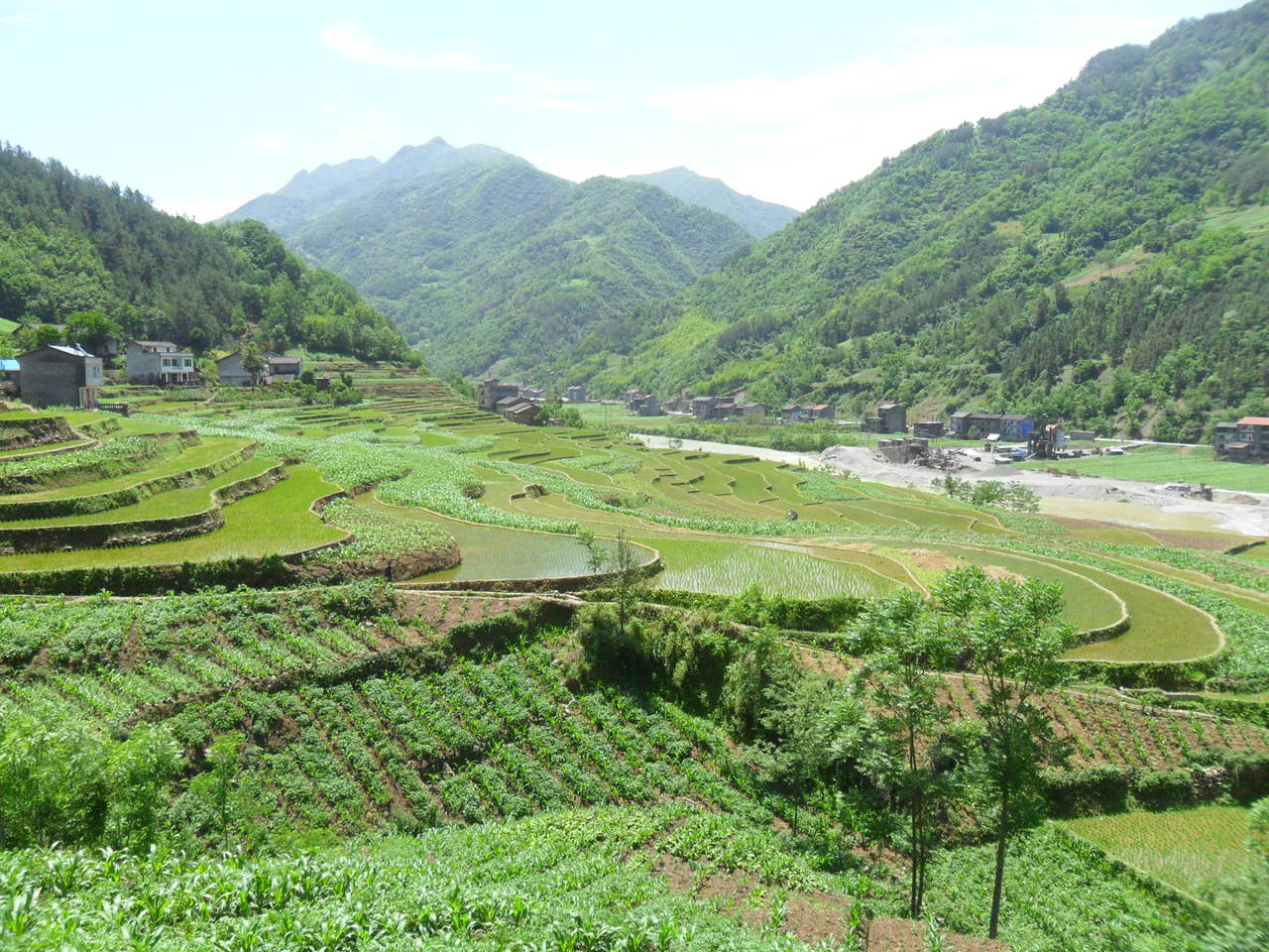 枇杷村任河河畔優質玉米地