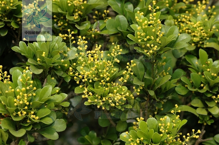 小葉米仔蘭（變種）