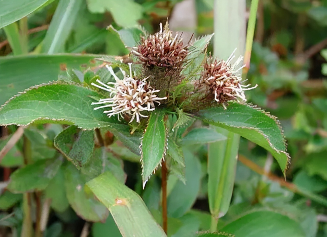 白朮(山薊（菊科蒼朮屬植物）)