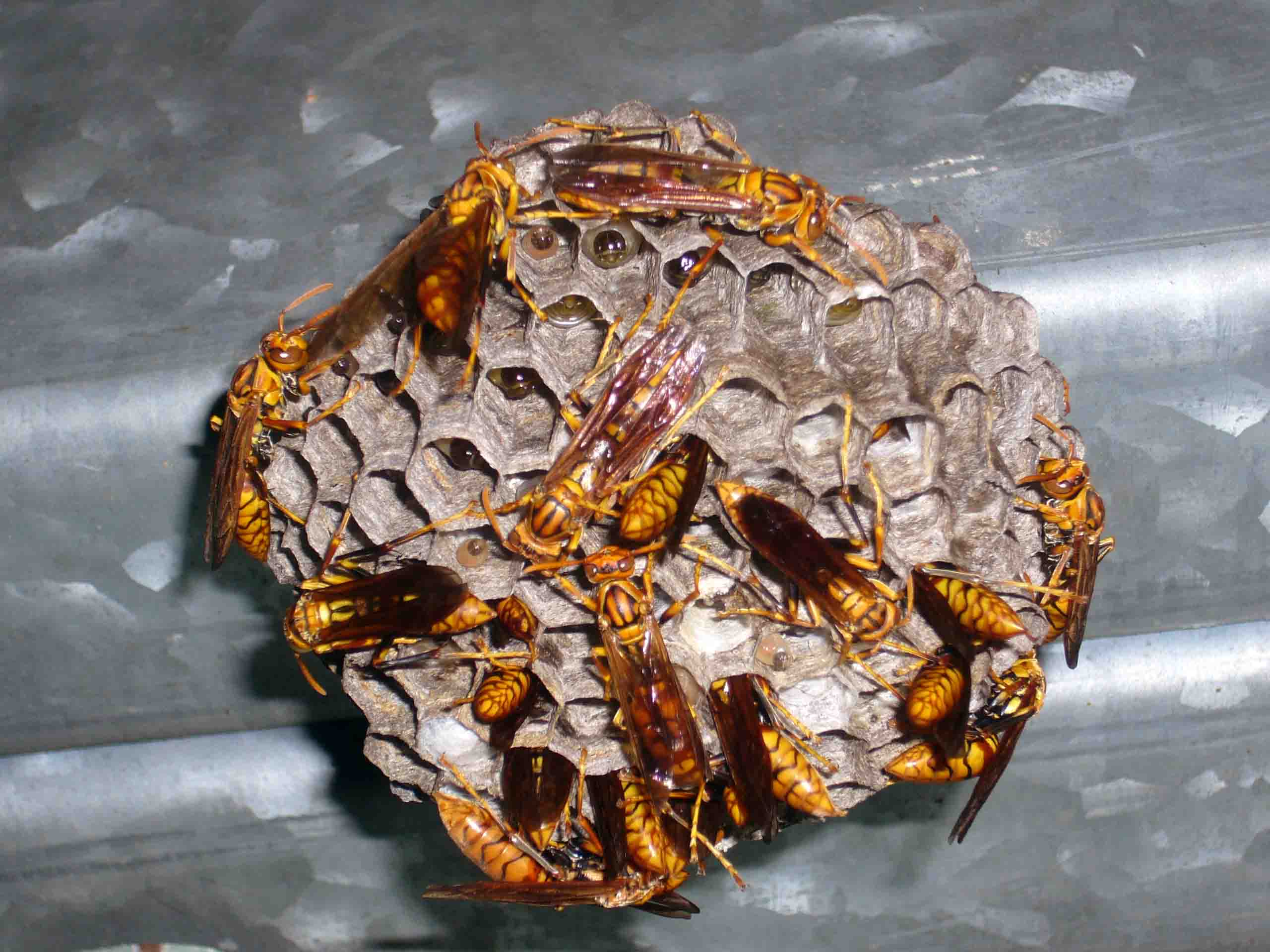 擬黃蘆蜂