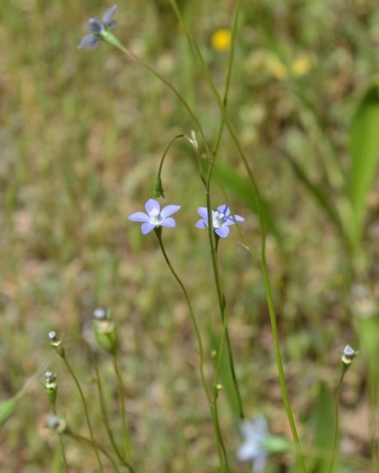 藍花參