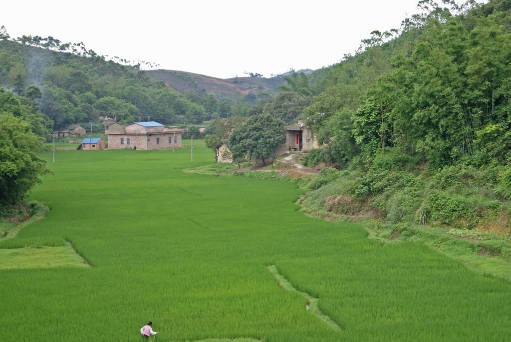 壩上村(雲南宣威市海岱鎮下轄村)